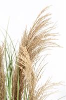 Pianta Austorderia Pampas C-Vaso H90