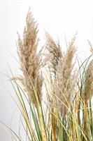 Pianta Gynerium Pampas C-Vaso H120