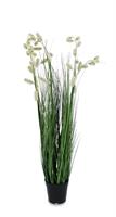 PIANTA GREVILLEA BIANCO C-VASO X5F H100