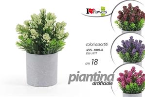 Piantina Ass. 18Cm           Dh-1077