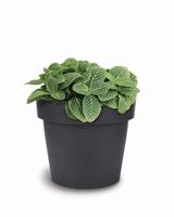 Vaso Melrose Glamour 50 cm Antracite