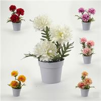 Pianta Crisantemo 24 Cm