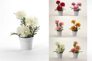 Pianta Crisantemo 24 Cm