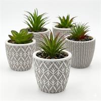 Piantina Con Vaso 8*8*11 Cm