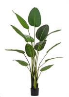 Pianta Strelitzia C-Vaso 13Foglie H185 Bizzotto