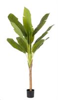 Pianta Banano C-Vaso H210 Bizzotto