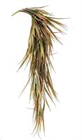 Ramo Cadente Hakonechloa Rosso H91 Cm Bizzotto