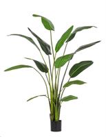 Pianta Strelitzia C-Vaso 13Foglie H235 Bizzotto
