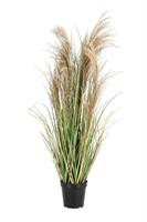 Pianta Austorderia Pampas C-Vaso H90 Bizzotto